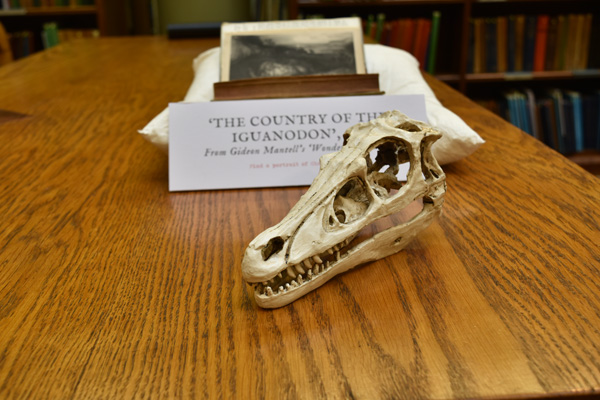 Reproduction of the skull of an Iguanodon, found by Gideon Mantell